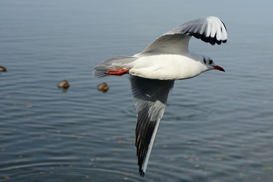 seagull, bird, fly, dom, sky, lake, feather, wing, spring dress HD wallpaper