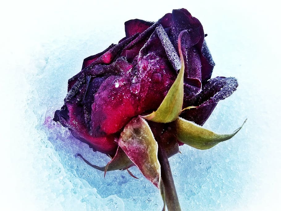 purple rose, snow, winter, red, white, cemetery, commemorate HD wallpaper