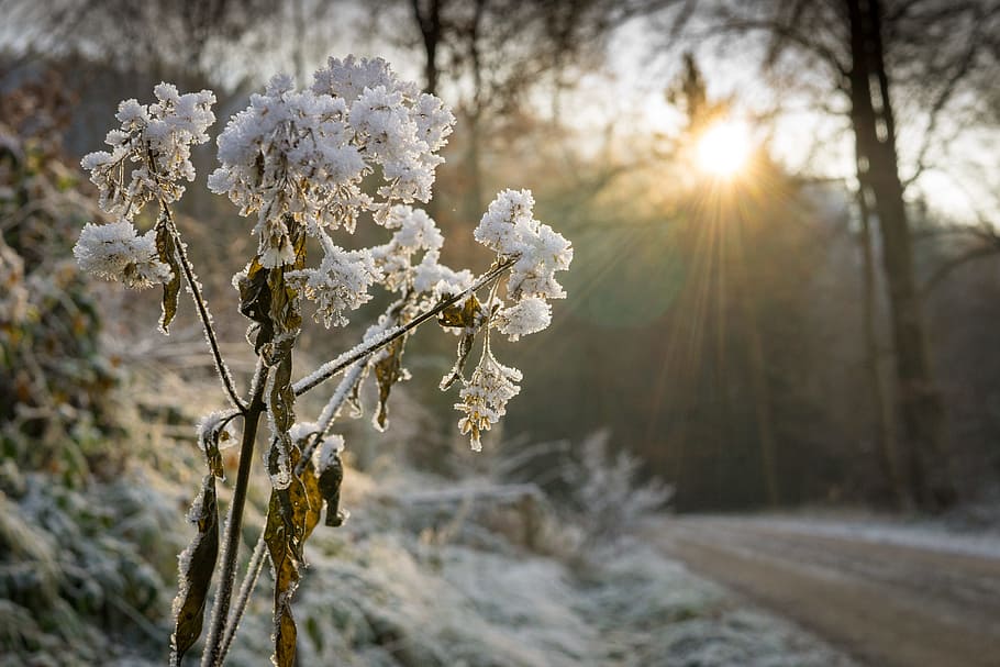 cold, snow, landscape, nature, branches, close -up, daylight HD wallpaper
