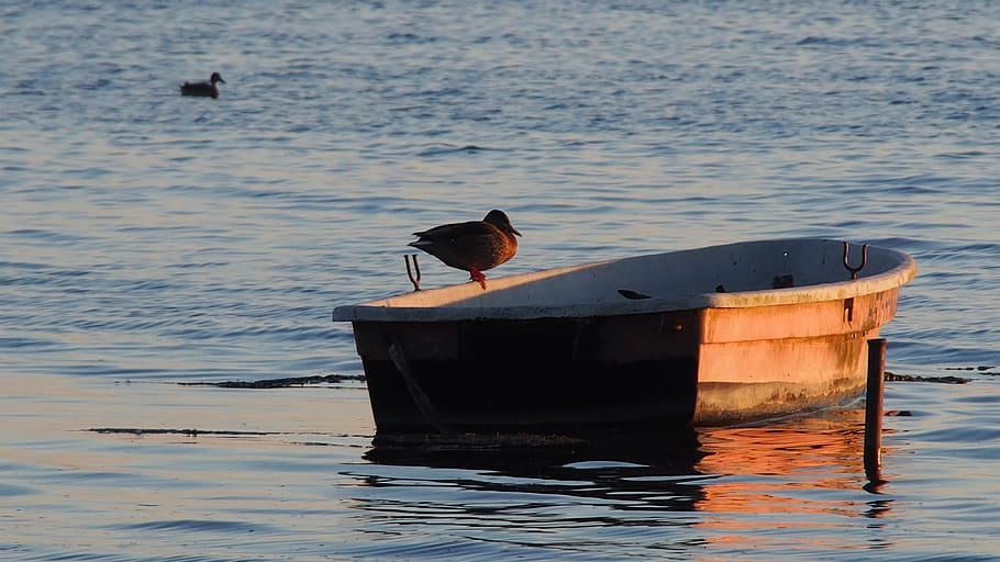 lake, duck, boot, bird, water bird, nature, drake and duck HD wallpaper
