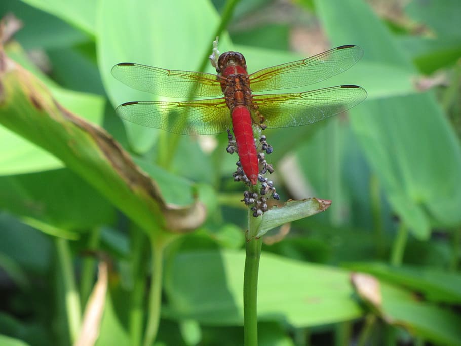 insect, red, dragonfly, bug, invertebrate, animal themes, animals in the wild HD wallpaper