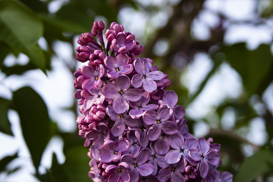 lilac, close, plant, spring, flower, summer, nature, violet HD wallpaper