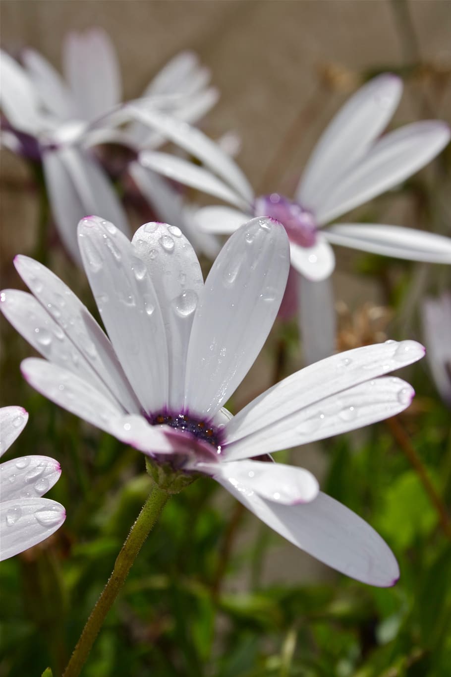 flower, daisy, flowers, spring, flowering plant, petal, vulnerability HD wallpaper