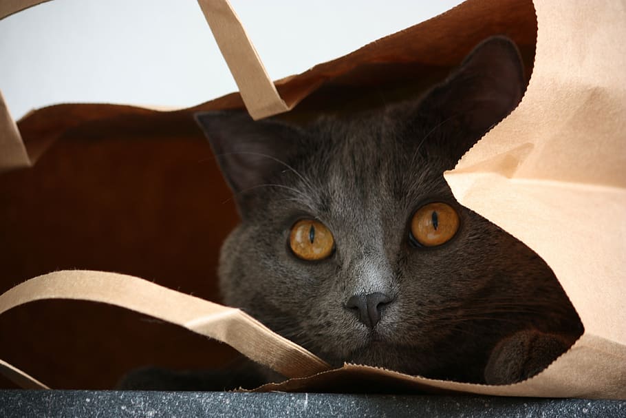 chartreux, cat, animals, pet, mieze, one animal, domestic cat HD wallpaper