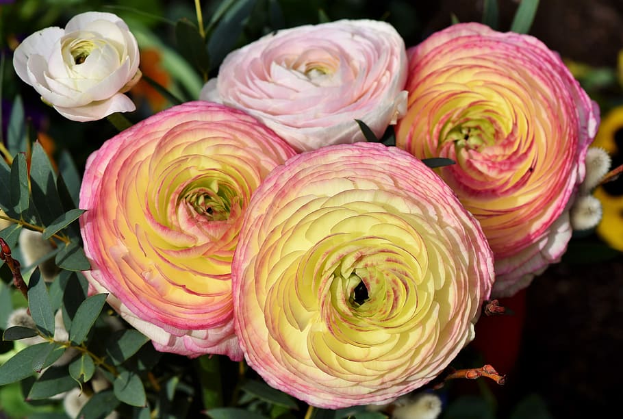 closeup photo of pink-yellow-and-orange flowers, ranunculus HD wallpaper