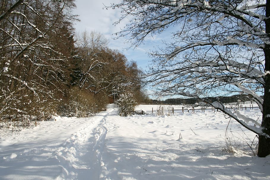 starnberg, winter, wintry, snow, white, cold temperature, tree HD wallpaper