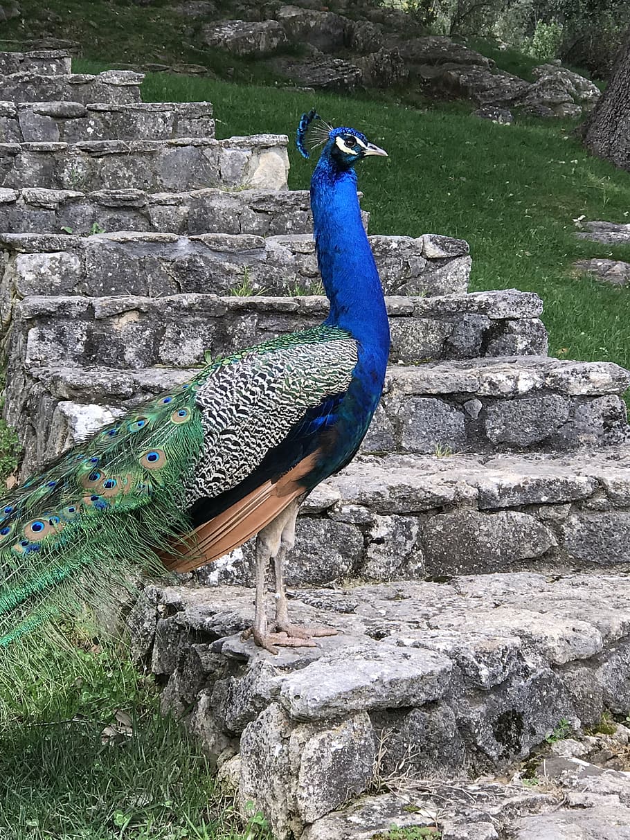 peacock, feathers, bird, pride, peacock feathers, colorful HD wallpaper