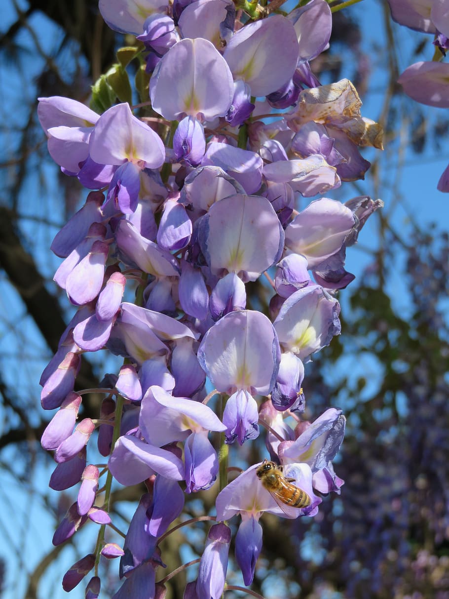 HD Wallpaper Wisteria Purple Spring Flower Bloom Blossom Hanging