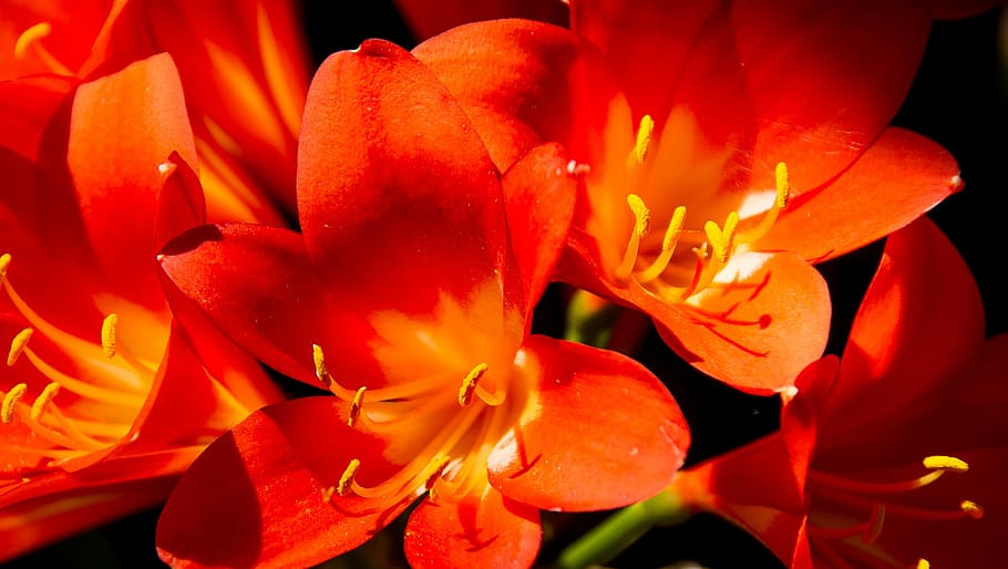 clivia, flower, bloom, orange, bright, garden, spring, blossom HD wallpaper