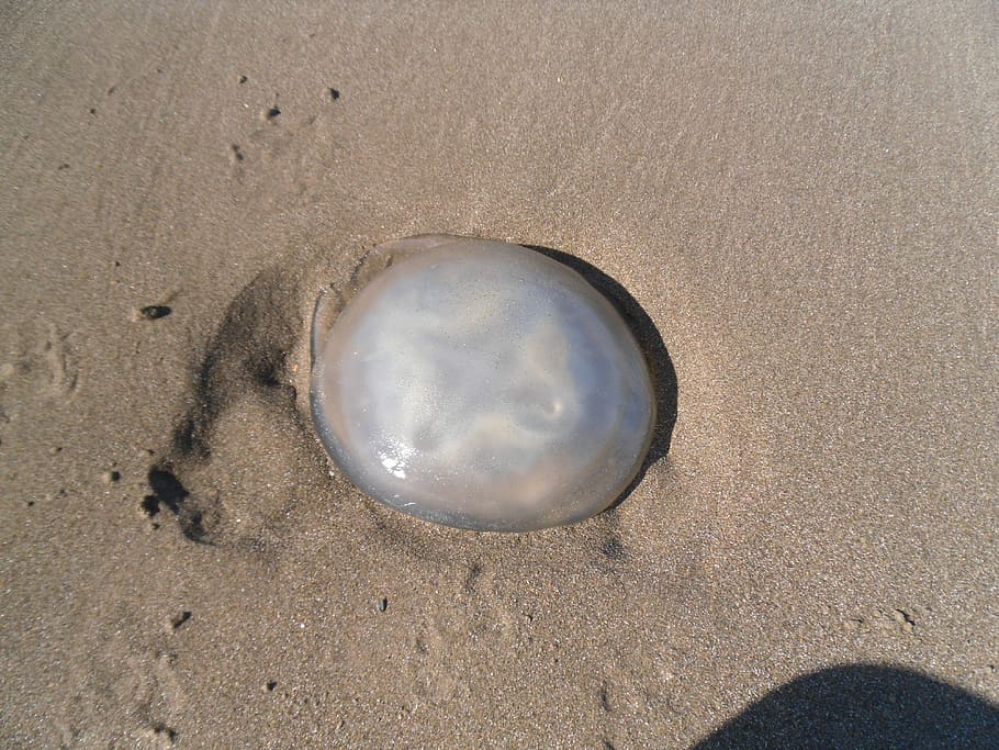 Jellyfish, Beach, Sand, no people, full frame, close-up, day HD wallpaper