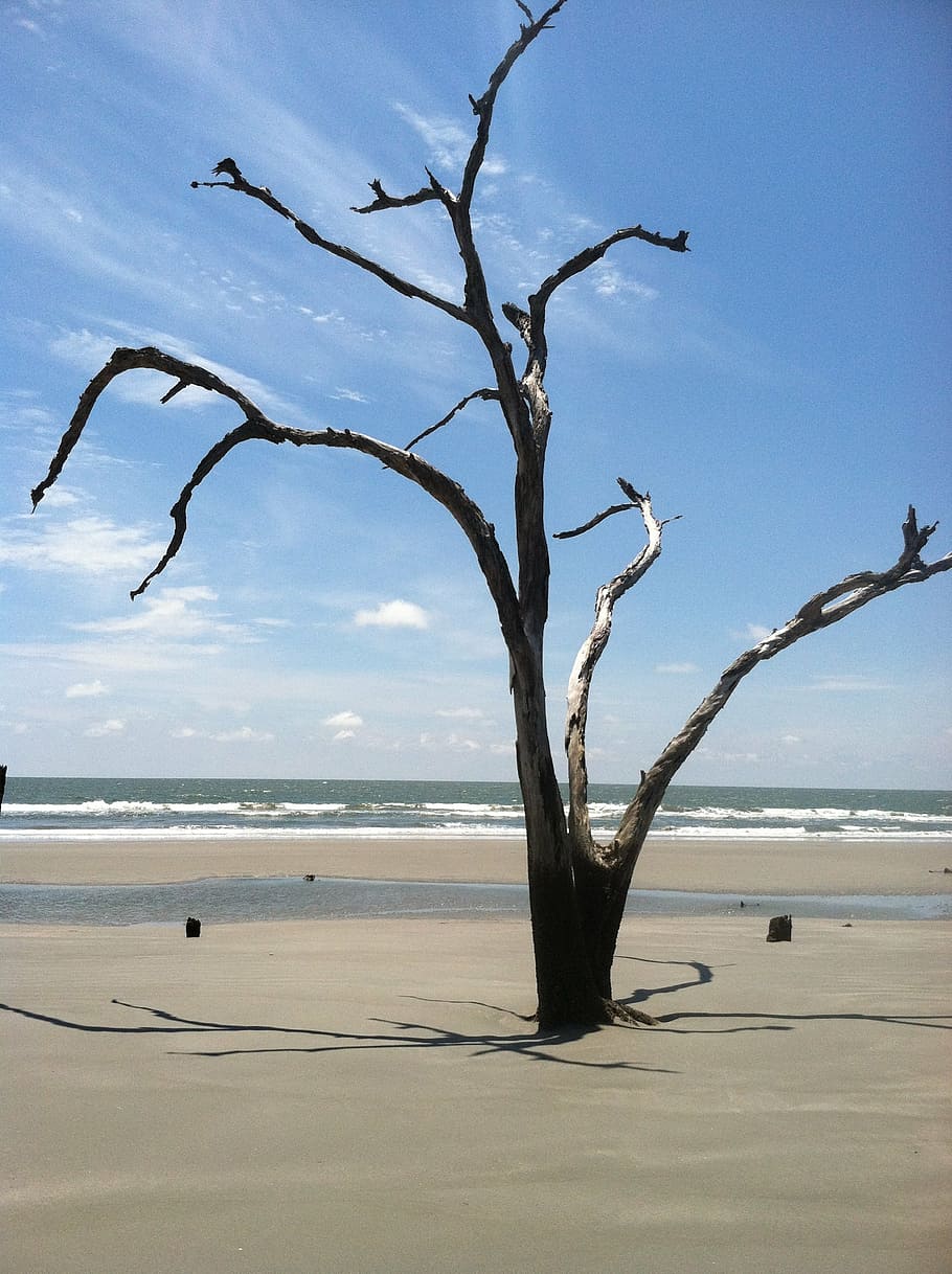 beach, tree, driftwood, sky, sea, water, land, beauty in nature HD wallpaper