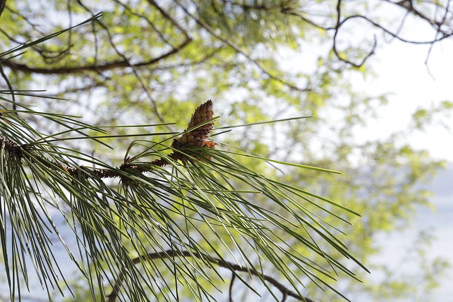 tree, fruit, pine, plant, low angle view, animals in the wild HD wallpaper