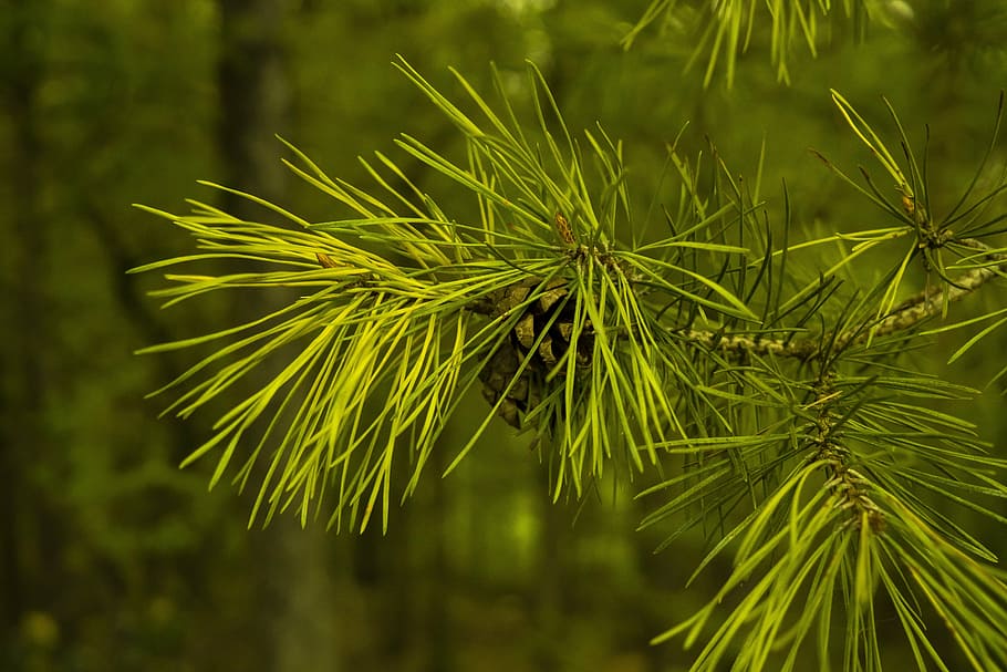 green leafed, pine cones, needles, tree, conifer, pine needles HD wallpaper