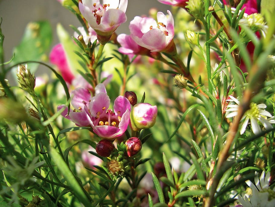 heather, heide, ericaceae, heathland, nature, purple, pink HD wallpaper