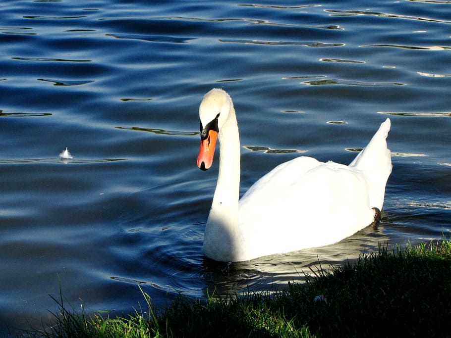 Swan, Water, Beak, one animal, animals in the wild, animal themes HD wallpaper