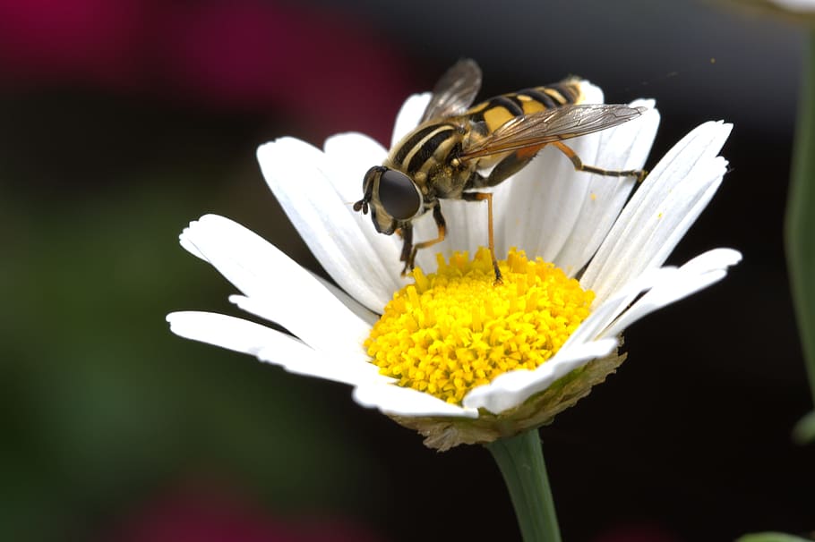 Flower, Hover Fly, marguerite, macro, white, nature, blossom HD wallpaper