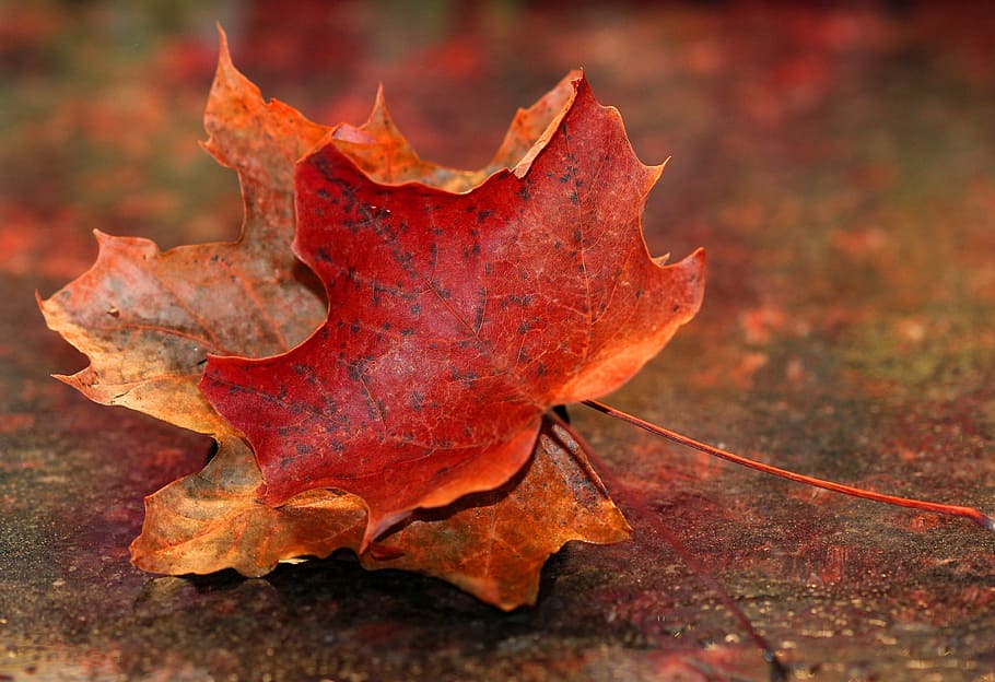 orange dried leaf, maple leaf, autumn, red, nature, fall, seasons HD wallpaper