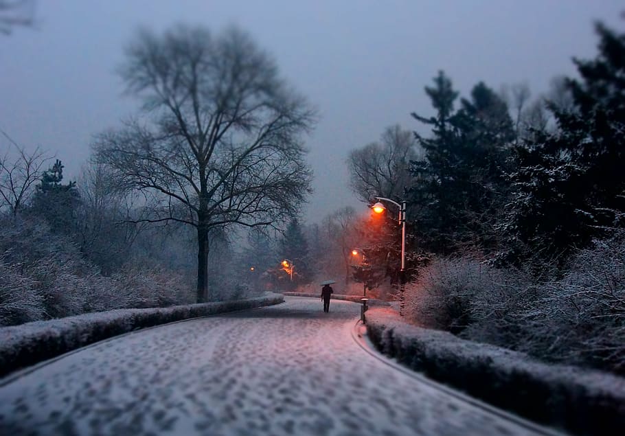 person walking on snow covered pavement between trees at daytime HD wallpaper
