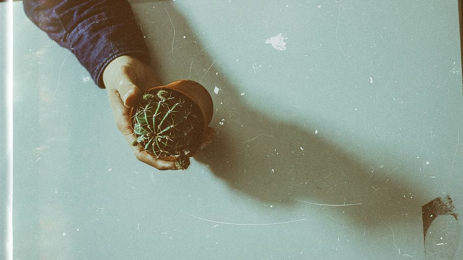persons hand holding cactus planter, person holding cactus, human hand HD wallpaper