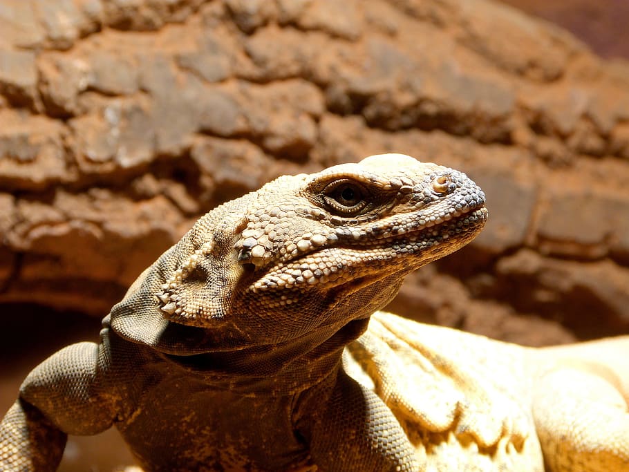 Lizard, Portrait, Brown, Exotic, Skin, reptile, one animal HD wallpaper