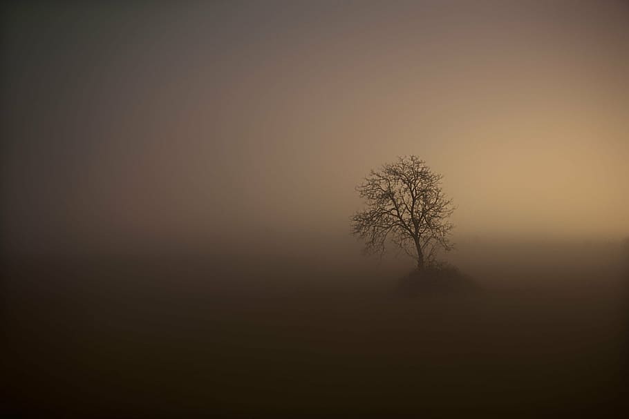 silhouette photo of black tree, fog, night, landscape, tranquil scene HD wallpaper