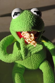Frog, Kermit, Cookie, Nibble, Hunger, eat, small cakes, chocolate crisp happen HD wallpaper