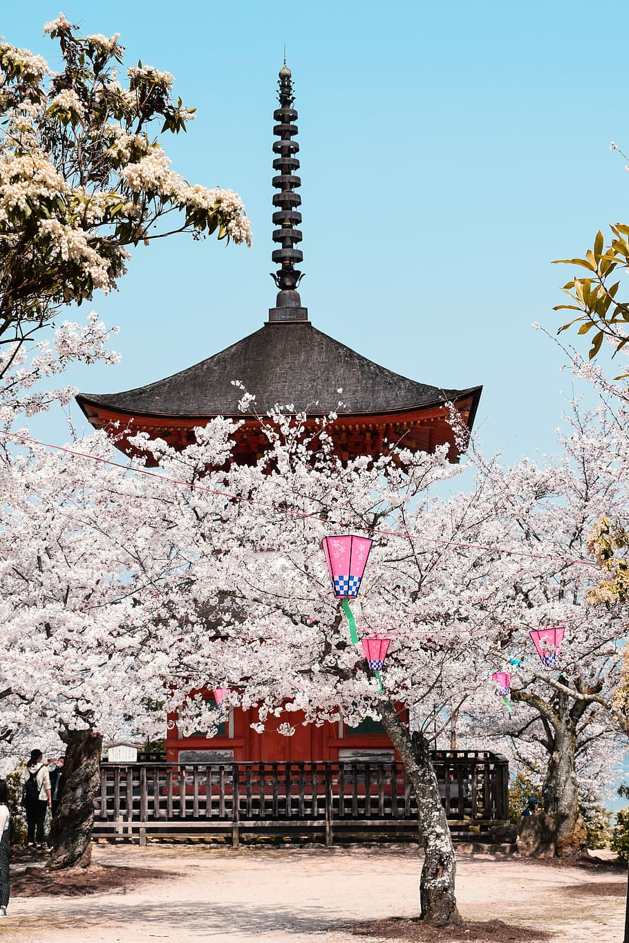 gray and red pagoda, landscape photography of shrine, cherry tree HD wallpaper