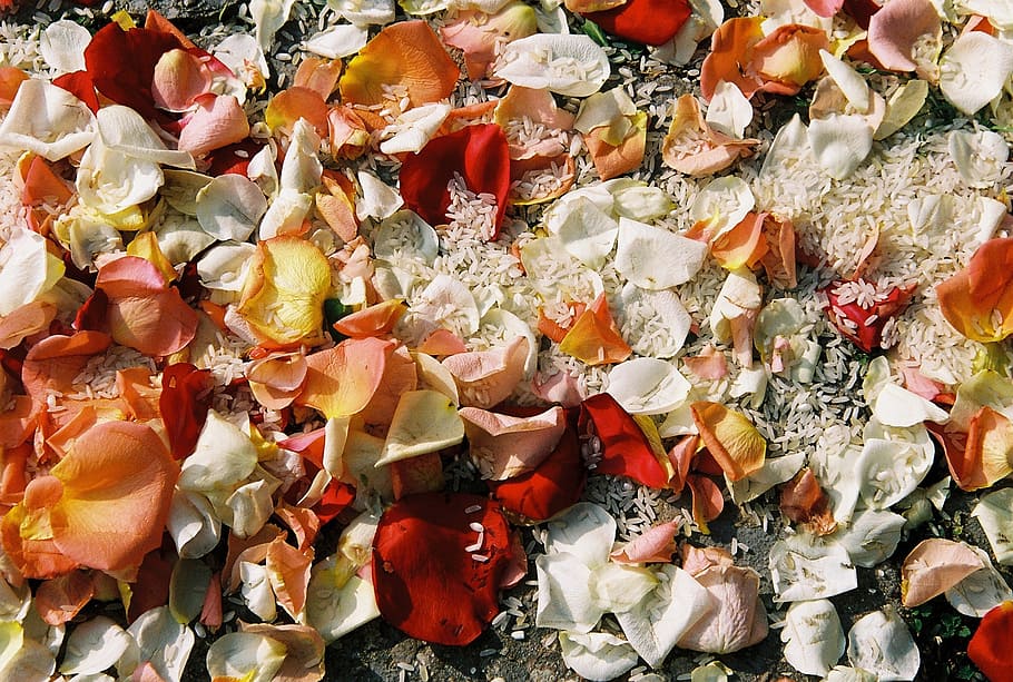 orange, white, and red rose petals on ground, flowers, rice, romantic, HD wallpaper
