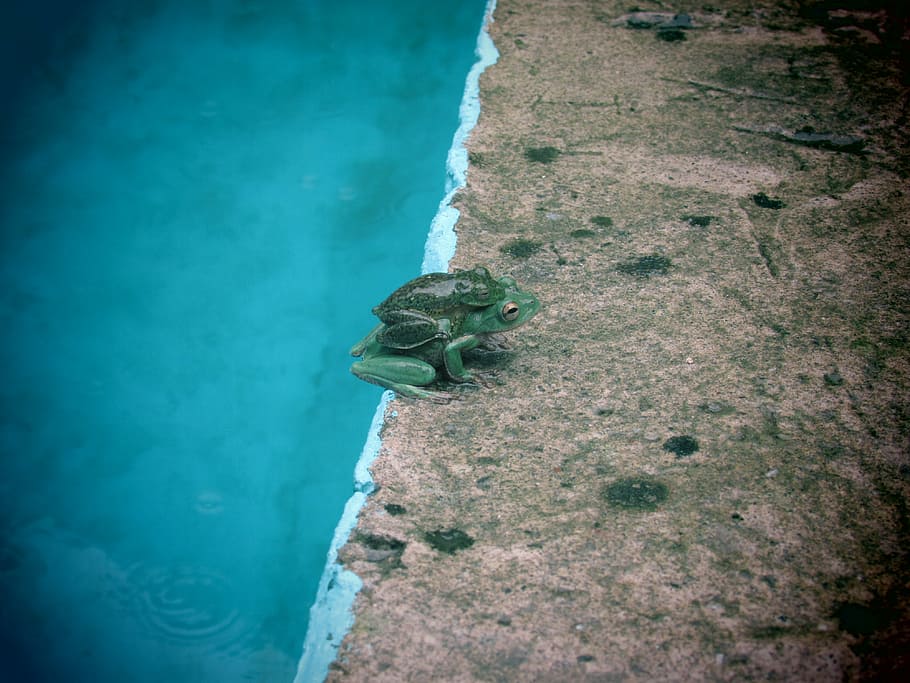 frog, mother, bebe7, animal wildlife, one animal, animal themes HD wallpaper