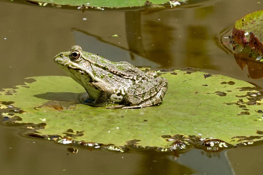 green frog sits on green plant, nature, lily pad, water, animal themes HD wallpaper