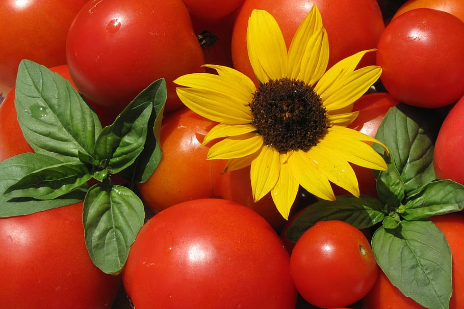 tomatoes, sunflower, basil, summer, food, vegetarian, fresh HD wallpaper