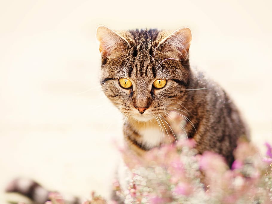 brown tabby cat in closeup photography, mackerel, nature, pet HD wallpaper