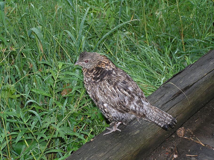 ruffled grouse, rain, bird, log, standing, perched, wildlife HD wallpaper