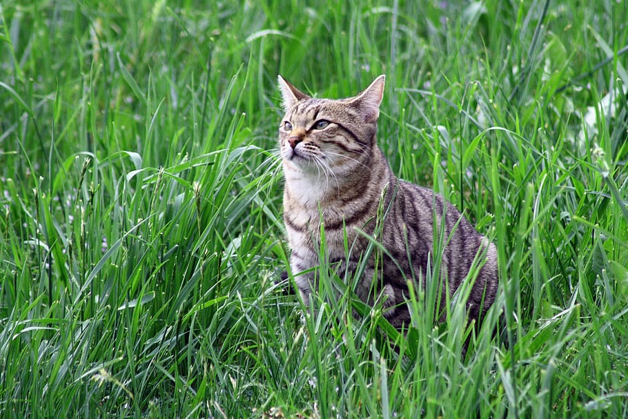 cat, tigerli, feline, plant, pets, domestic cat, grass, animal HD wallpaper