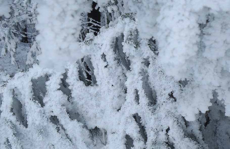 snow, tree, frost, winter, cold, ripe, hoarfrost, ice, branch HD wallpaper