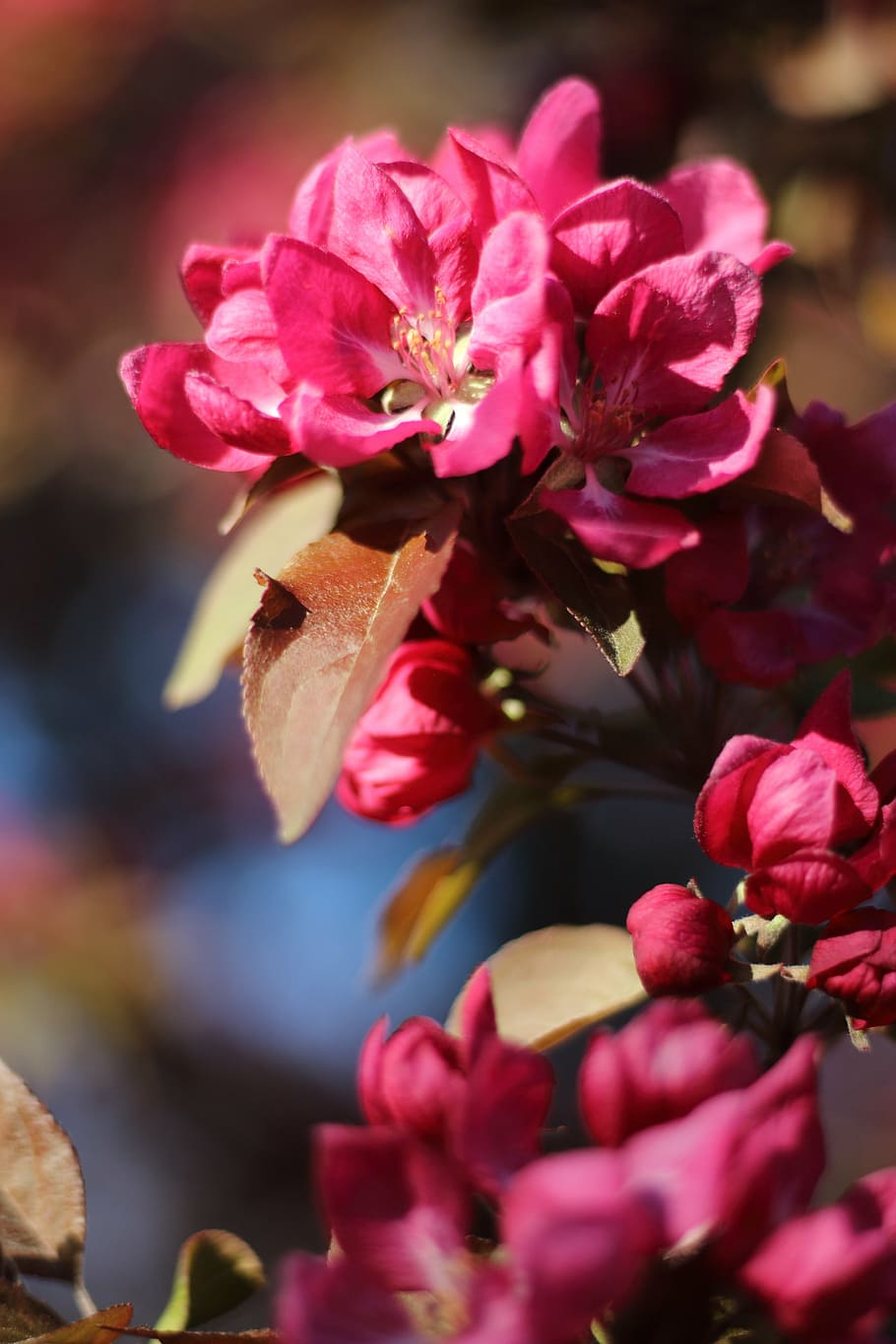 blossom, cherry, spring, branch, flower, bloom, pink, floral HD wallpaper