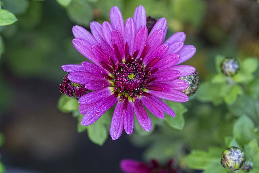 flower, close, red, nature, plant, spring, garden, blooming HD wallpaper
