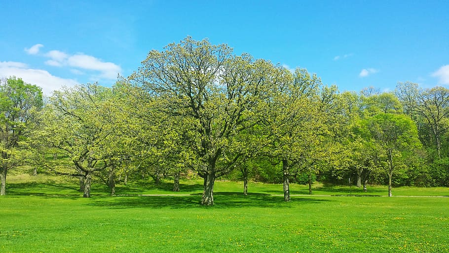 green leafed trees under clear blue sky, spring, nature, branch