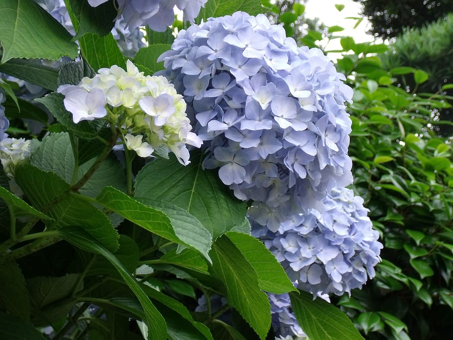 hydrangea, blue flowers, plant, growth, flowering plant, beauty in nature HD wallpaper