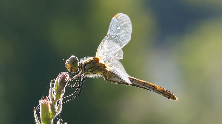 Dragonfly, Flower, insect, nature, animal, spider, close-up HD wallpaper
