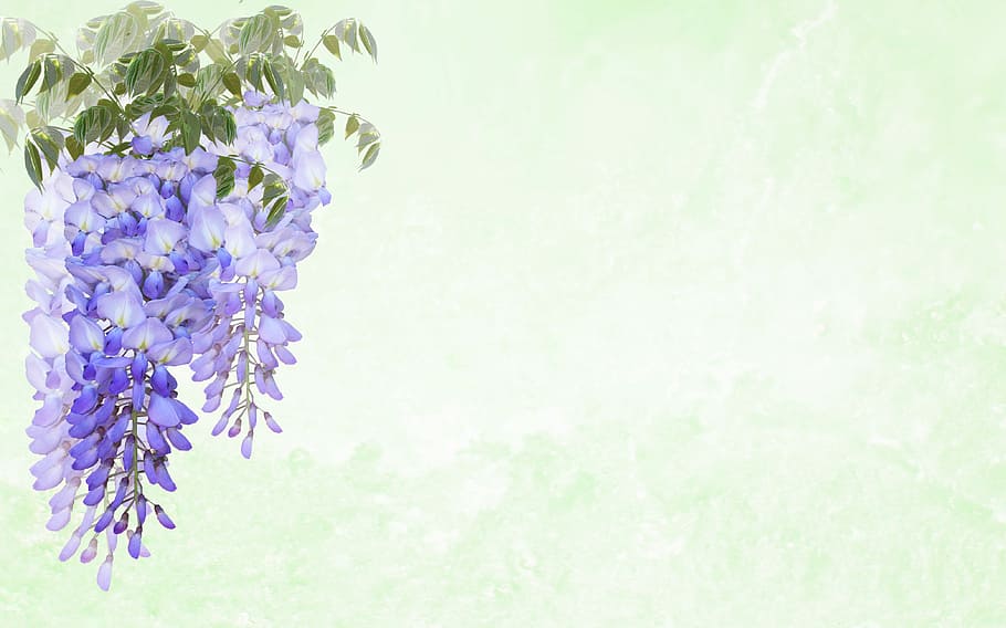 purple flowers with green leaves, greeting card, wisteria, invitation, HD wallpaper