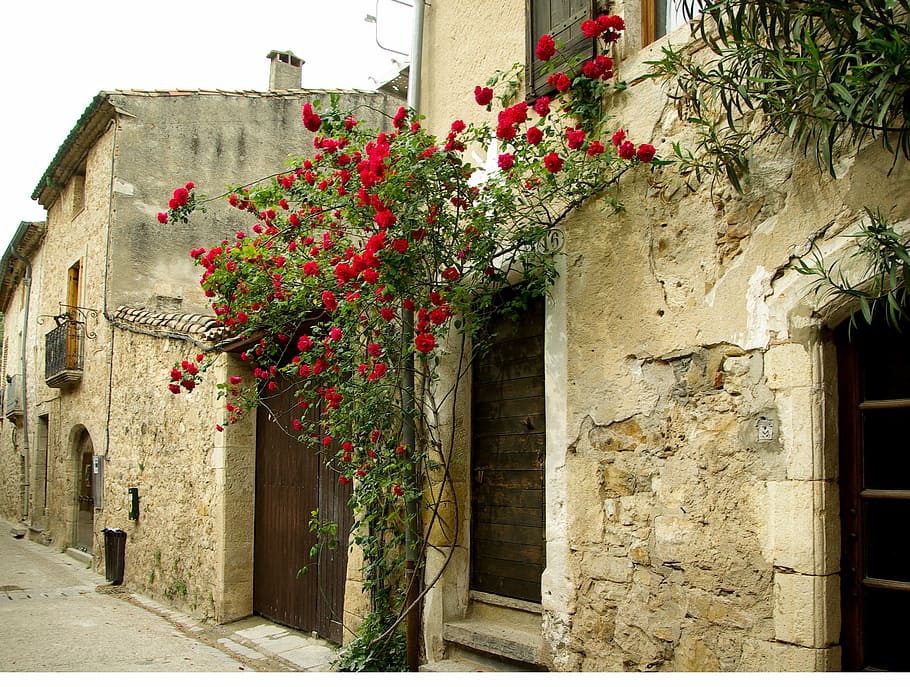 photography of red rose flowers during daytime, cévennes, medieval village