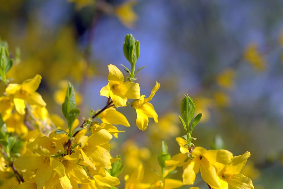 flowers, bush, yellow, spring, nature, flowering, flora, closeup HD wallpaper