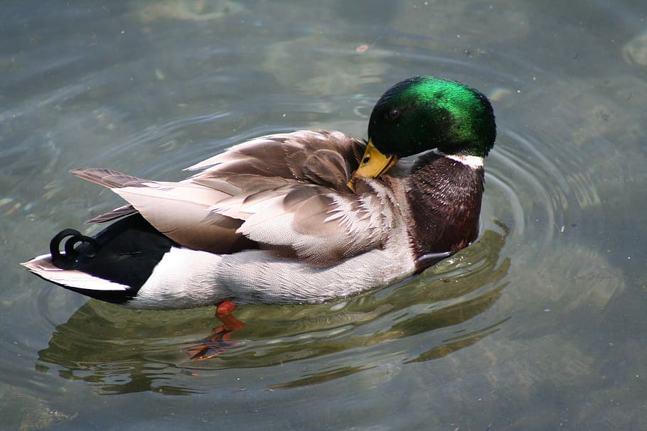 black, dark, bland, bird, duck, mallard Duck, nature, animal HD wallpaper