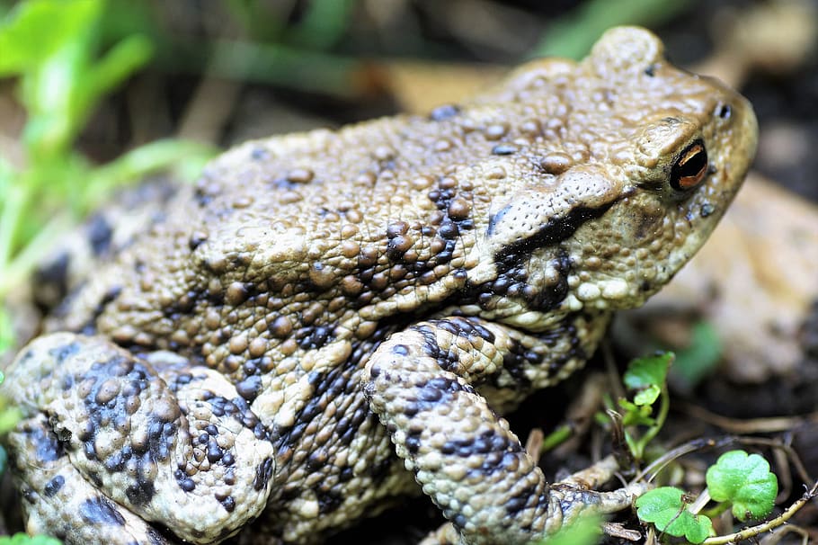 toad, general, bufo bufo, amphibian, blisters, spring, frog HD wallpaper