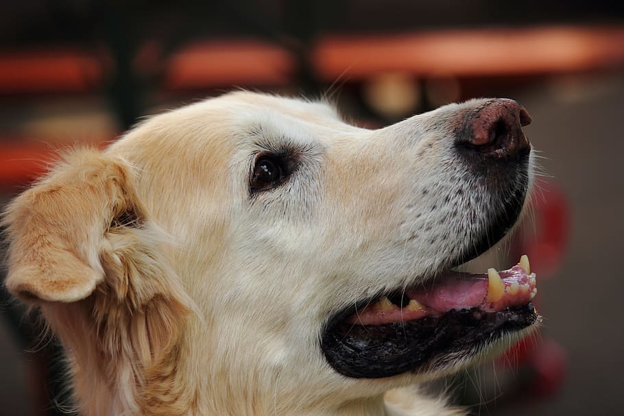 dog, white, joy, one animal, mammal, animal themes, canine HD wallpaper