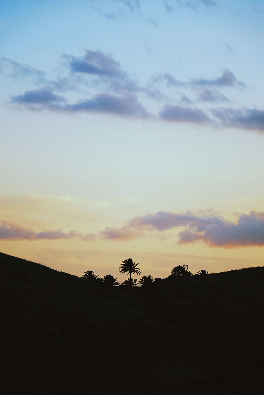 silhouette of palm tree on top of hill, silhouette photography of trees and blue sky HD wallpaper