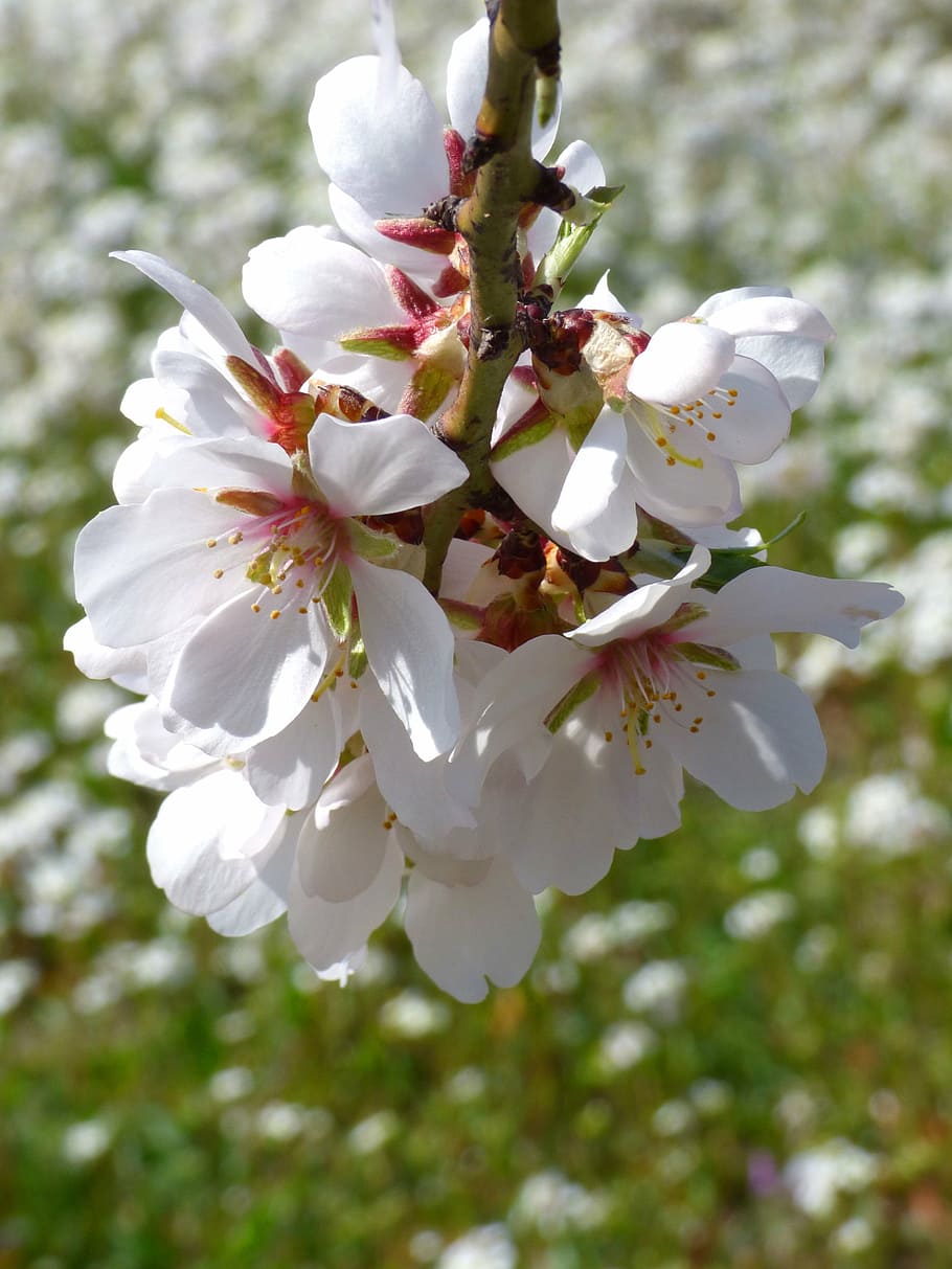 almond tree, almond flower, flowery branch, florir, flowering, HD wallpaper