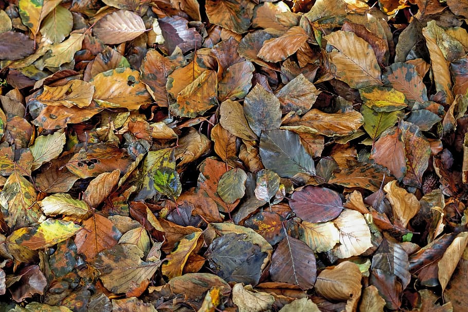 leaves, fall leaves, beech, autumn, fall foliage, fall color HD wallpaper