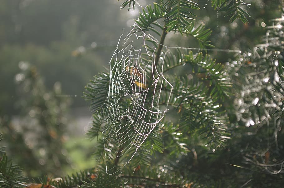 Web, Summer, Park, focus on foreground, nature, spider web HD wallpaper